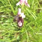 Ophrys drumana - Beauregard-Barret.