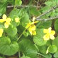 Viola biflora - Col du Rousset.