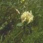 Trifolium ochroleucron