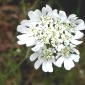 Orlaya grandiflora - Saint-Donas.
